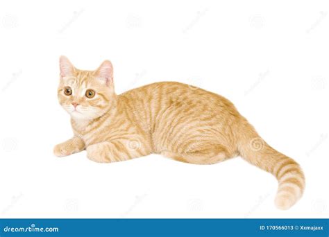 Gingerred British Male Shorthair Kitten Stock Image Image Of Furry