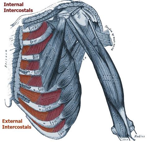 How to stretch out the muscles of the chest & rib cage. Pin on rib pain