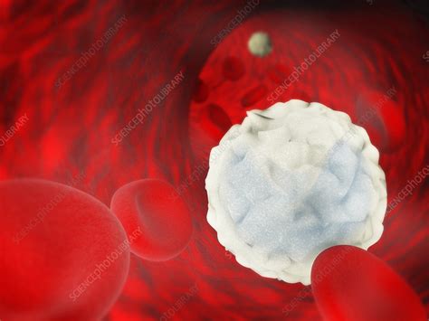Monocytes And Red Blood Cells Illustration Stock Image C0482079