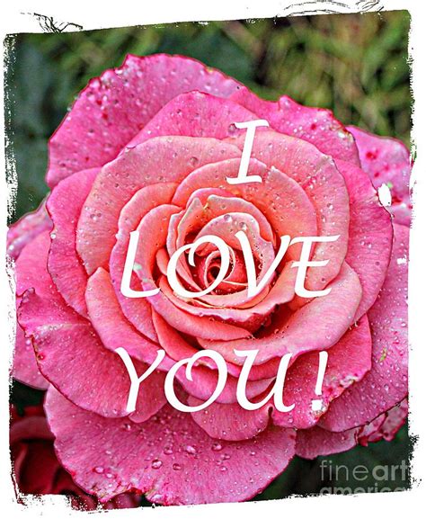 I Love You Pink Rose Greetings Photograph By Barbara Griffin