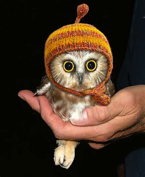 Baby Owl