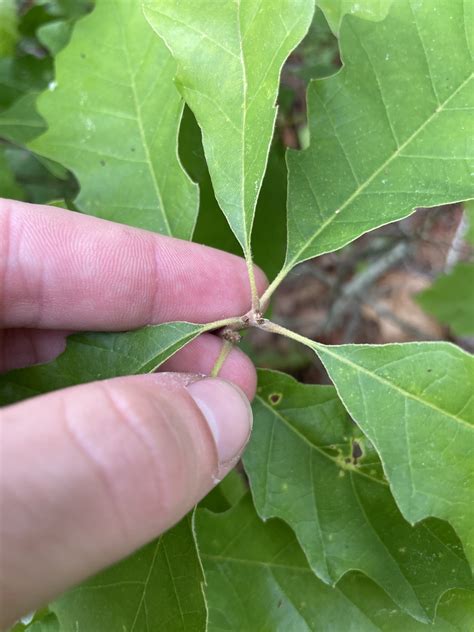 Quercus Prinoides Willd
