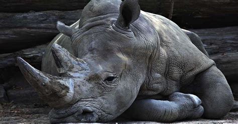 Black Rhinoceros Facts Extinction And Population Safari Avventura