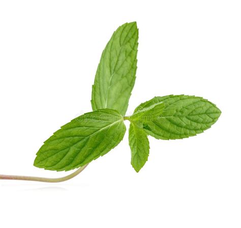 Fresh Green Mint Leaves Isolated Stock Photo Image Of Flavour Garden