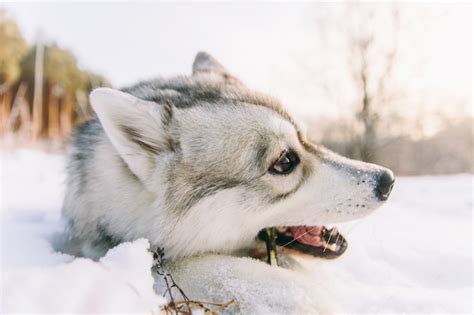 Premium Photo Husky Dog On Snowy Field In Winter Forest Pedigree Dog