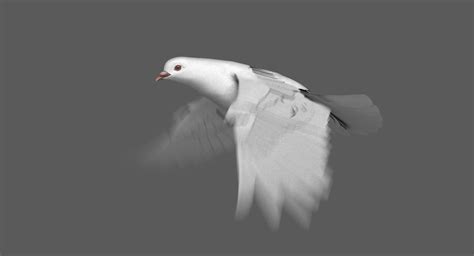 White Dove Animation 3d Turbosquid 1298649