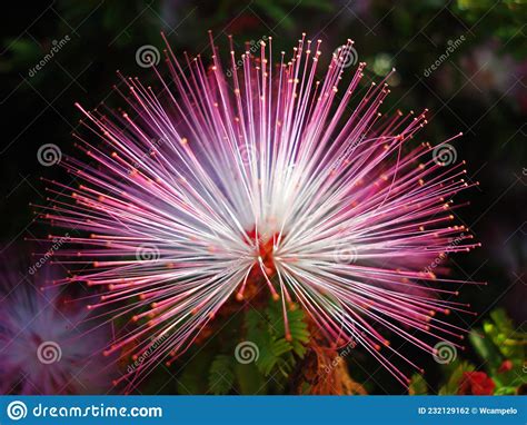 Pink Powder Puff Flower Calliandra Brevipes Stock Photo Image Of