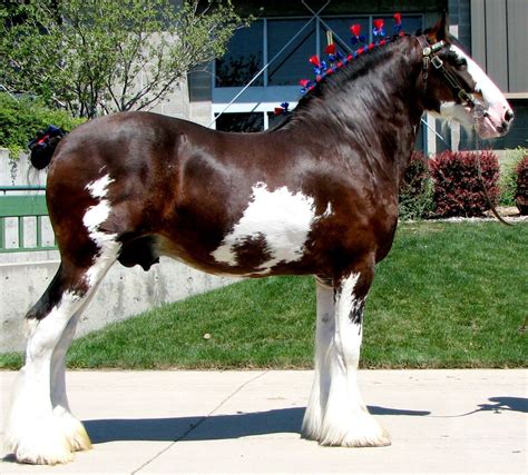 Clydesdale Stallion Horses Breeds Clydesdales Pinterest