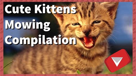 Cute Kittens Meowing Compilation 2017 Top 10 Videos Youtube