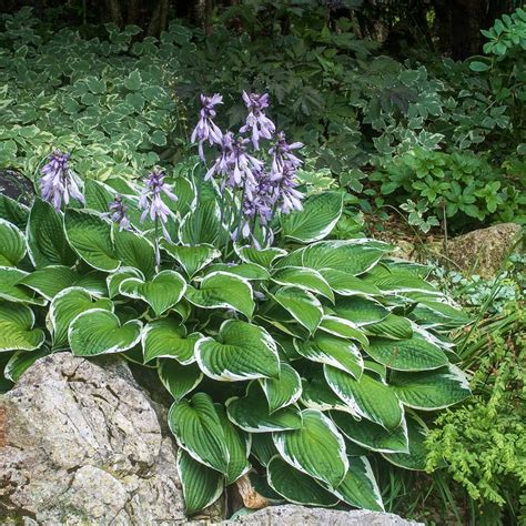 21 Stunning Perennial Ground Cover Plants That Thrive In The Shade Gardening From House To
