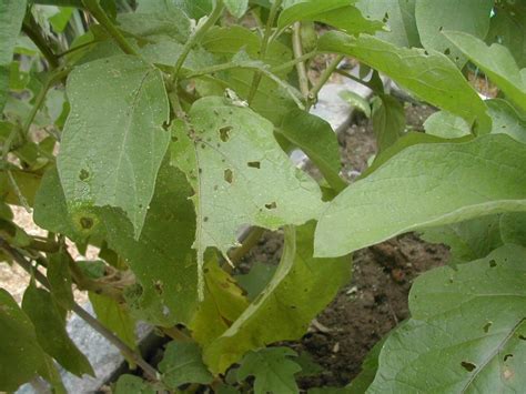 Possibly it was dropped), but the brown coloring doesn't signal that any harmful microbes have moved in. Ping Tung long eggplant | La Gringa's Blogicito