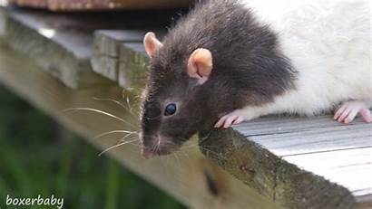 Rat Fat Rats Animals Mouse Fanpop Names
