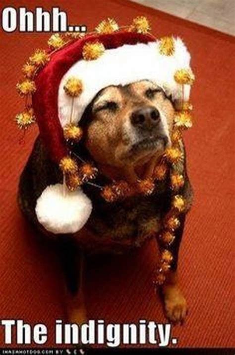 Funny Christmas Memes With Dogs Perpustakaan Sekolah