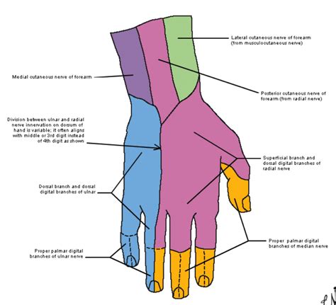 Superficial Radial Nerve Dermatome Dermatomes Chart And Map