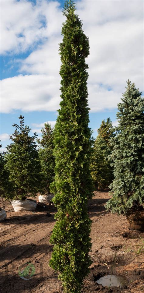Degroots Spire Arborvitae Bold Outdoors
