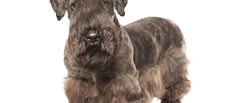 Cesky Terrier Dog Breed Characteristics And Care Wildcreaturey