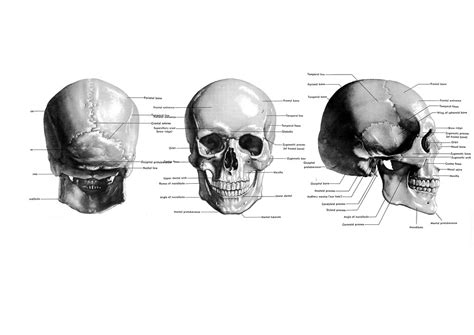 Skull Reference Front Side And Back Views Of Human Male S Flickr