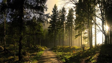 Landscapes Nature Trees Forests Sunlight Sunbeams Sun Light Wallpaper