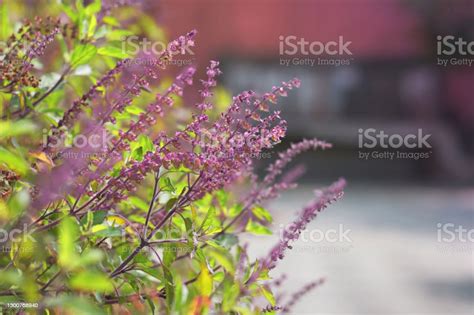 Holy Basil Tulsi A Medicinal Plant Of Indian Origin This Variety Is