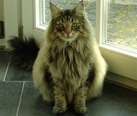 The Majestic Norwegian Forest Cat Universty Of Cats