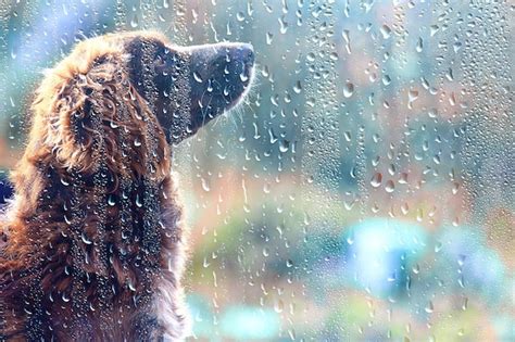 Premium Photo Homeless Dog Wet Dog In The Rain Autumn Lonely Sadness