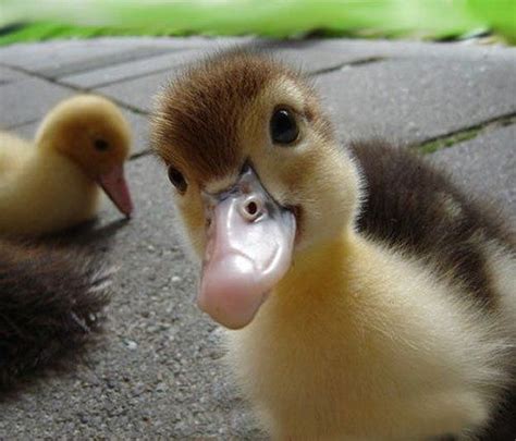 Funny Duckling Taking A Selfie Cute Baby Animals Cute Animals Baby