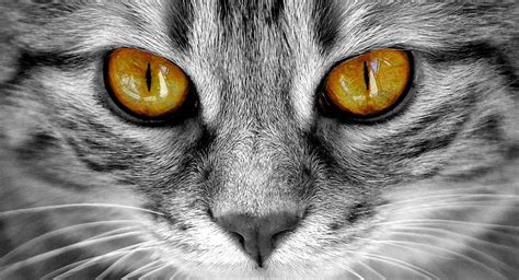 Ojos De Los Gatos 7 Datos Curiosos Que Probablemente No Conocías