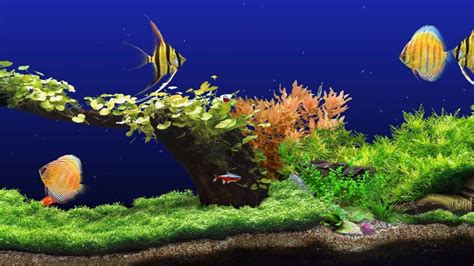 Freshwater Aquarium 2k Screensaver 3 Fishtanks Wqhd 60fps