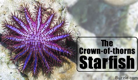 Incredibly Interesting Facts About Starfish Animal Sake