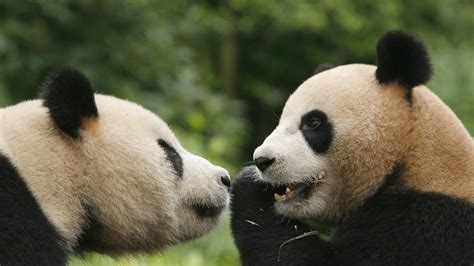 To Honor Canada Hosting Two Giant Pandas Heres Ten Beautiful Photos