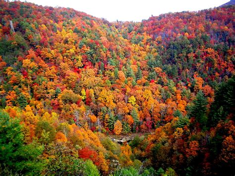 Brilliant Color Trees Photograph By April Patterson Pixels