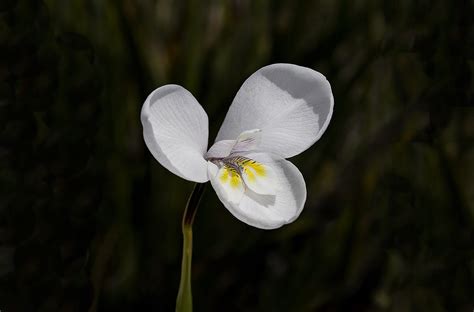 White flag by dido song meaning, lyric interpretation, video and chart position. White flag iris | Parks & Wildlife Service Tasmania