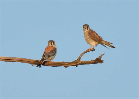 Hawk Mountain Is Speaking Up For The American Kestrel Hawk Mountain