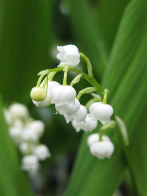 Lily Of The Valley Convallaria Majalis From Growing Colors