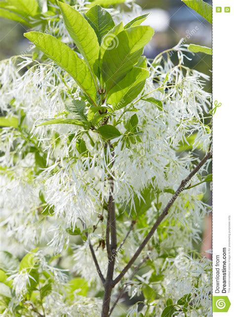 White Fringetree Chionanthus Virginicus With Flowers Stock Photo