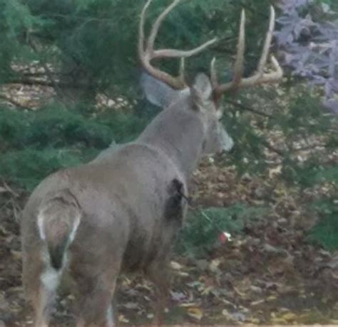 Just wondering what yall thought of #4 buckshot for deer?? Ickes: Deer pierced by arrow wanders Moline | Barb Ickes | qctimes.com