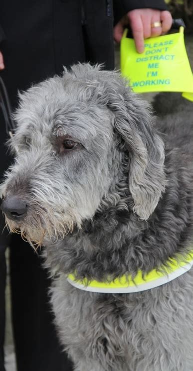 Vico A Three Year Old Labradoodle Guide Dog Pete The Vet
