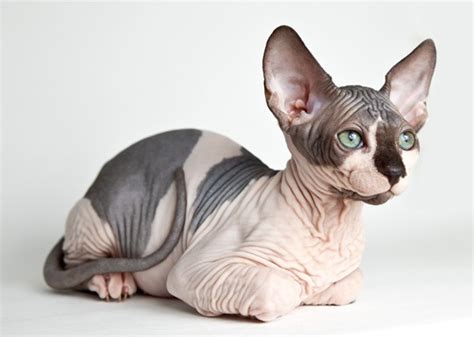 10 Cat Breeds With Big Ears — Photo Gallery
