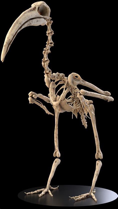 Bird Skeleton Ibis Johann Michel On Artstation At