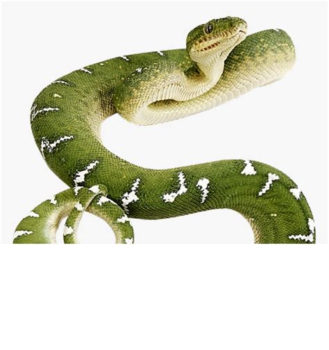 Transparent Snake Green Anaconda Transparent Background Hd Png