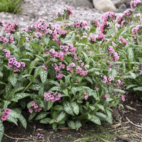 I have said many times that i'm not an expert at anything. Deer and Rabbit Resistant Perennials | Perennial Resource ...
