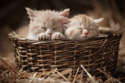 Kittens To Good Homes How To Find A Good Forever Home For Your