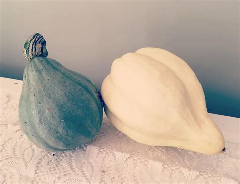 All about north georgia candy roaster squash. Squash 'Baby Blue Hubbard' (L) and 'Thelma Saunders Sweet ...