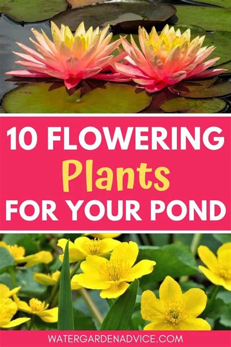 10 Flowering Pond Plants Water Garden Advice
