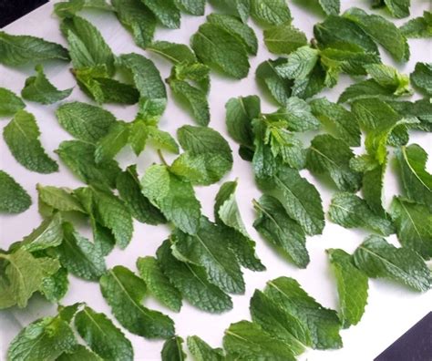 3 Easy Methods For Drying Mint Leaves For Tea Drying All Foods