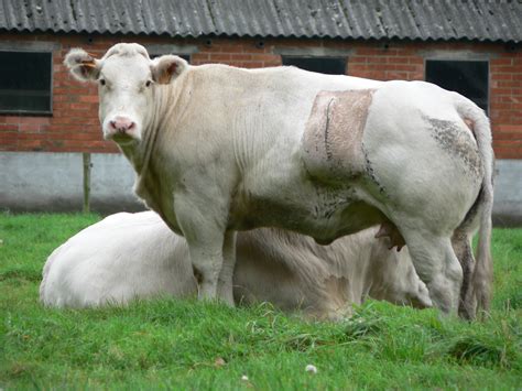 These massive cattle stand out thanks to their exaggerated musculature that makes them look. Belgian Blue - Livestockpedia