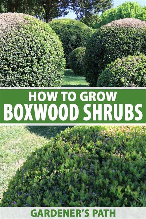 How To Grow And Care For Boxwood Shrubs Gardeners Path Box Wood