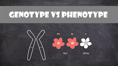 Difference Between Genotype And Phenotype Genetics Youtube