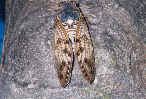 cicadas of japan cicada mania
