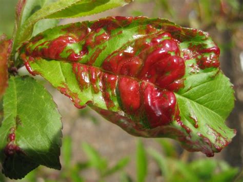 Peach leaf curl symptoms are waffled reddish leaves appearing on the peach tree. The Farmer Fred® Rant: Innovative Controls for Peach Leaf Curl